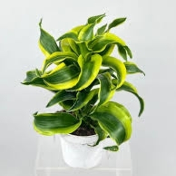 Dracaena fragrans - 'Tornado'