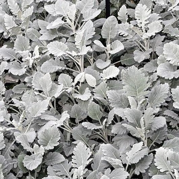 Senecio cineraria - 'Cirrus' Dusty Miller