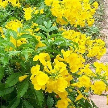Esperanza - Yellow Bells 'Gold Star'