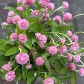 Gomphrena globosa (Globe Amaranth) - Las Vegas
