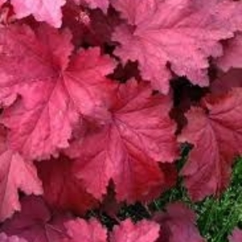 Heuchera - 'Magma' Coral Bells