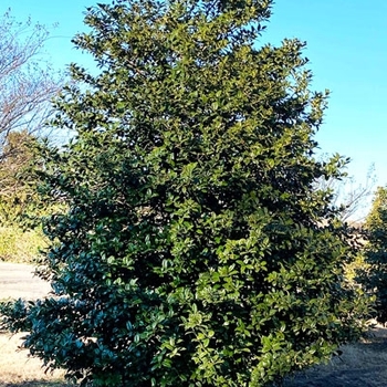 Ilex - 'Mary Nell' Holly