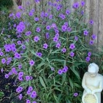 Ruellia elegans - Mexican Petunia Standard