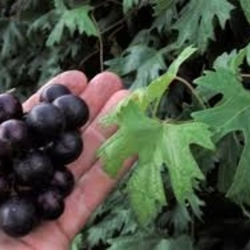 Vitis x - 'Southern Home' Muscadine Grape