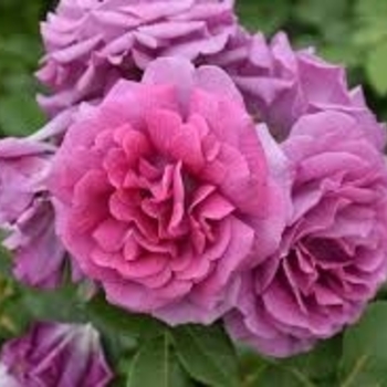 Rosa - Sweet Madame Blue&trade; Floribunda Rose