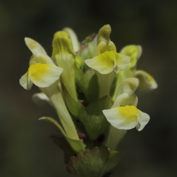 Scutellaria orientalis - Skullcap