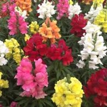 Antirrhinum majus - 'Sonnet Mix' Snapdragon