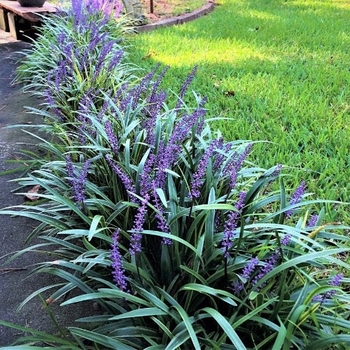 Liriope muscari - 'Super Blue' Lily Turf