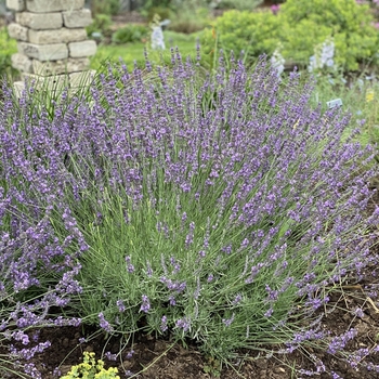 Lavandula x heterophylla - Sweet Lavender