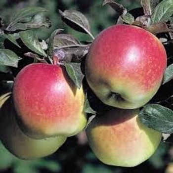 Malus domestica - 'Anna' Apple