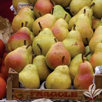 Pyrus communis - 'Ayers' Pear