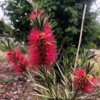 Callistemon - 'Hardy' Bottlebrush Bush