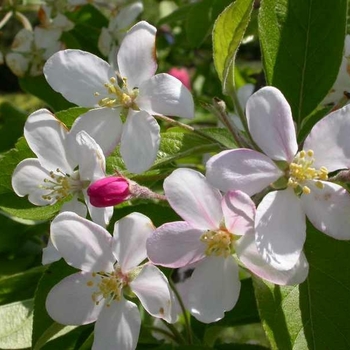 Malus - 'Callaway' Crabapple