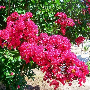 Lagerstroemia indica - 'Centennial Spirit' Crapemyrtle SINGLE TRUNK