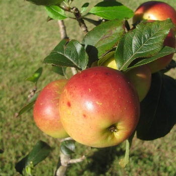 Malus domestica - 'Ein Shemer' Apple