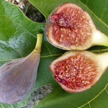 Ficus carica - 'Celeste' Fig