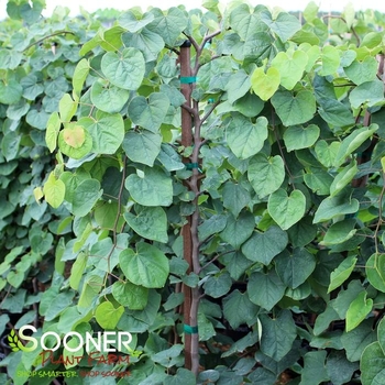 Cercis canadensis 'Green Machine' - 'Green Machine' Weeping Redbud