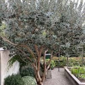 Feijoa sellowiana - Pineapple Guava TREE FORM 