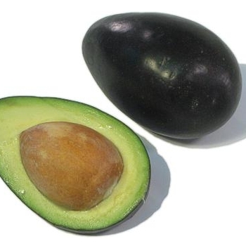 Persea americana - 'Mexicola' Avocado