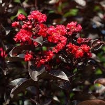 Lagerstroemia indica (Crape Myrtle) - Midnight Ruby and Crimson 
