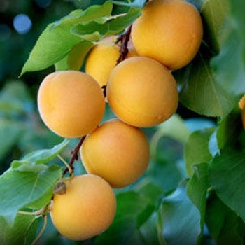 Prunus armeniaca - 'Moorpark' Apricot