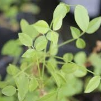 Orbexilum pedunculatum - Mountain Pea 