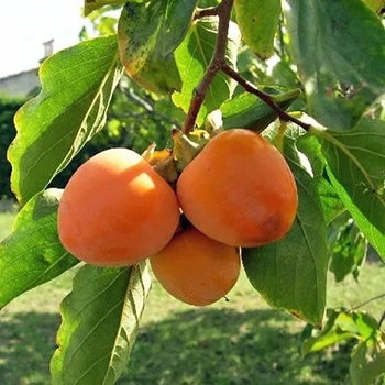 Diospyros kaki - 'Suruga' Persimmon