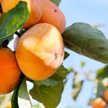 Diospyros kaki - 'Hira Tanenashi' Japanese Persimmon