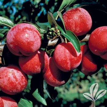 Pyrus salicina - 'Bruce' Plum