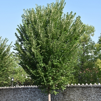 Ulmus americana - 'Princeton' American Elm