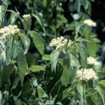 Cornus drummondii - Roughleaf Dogwood