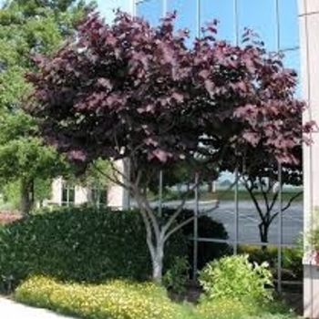 Cercis canadensis - Sparkling Wine&trade; Redbud