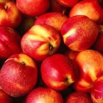 Prunus persica var. nucipersica - 'Surecrop' Nectarine