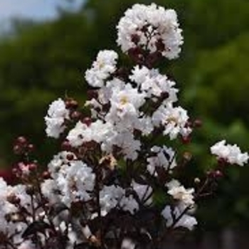 Lagerstroemia (Crapemyrtle) - Thunderstruck&trade; 'White Lightning&trade;'