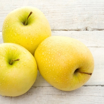 Malus domestica - 'Yellow Delicious' Apple