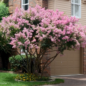 Lagerstroemia indica - Biloxi Crapemyrtle