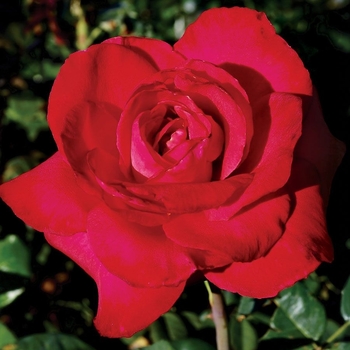 Rosa - Red Masterpiece Rose