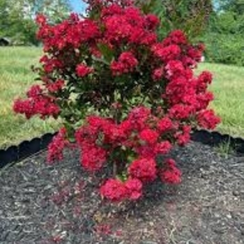 Lagerstroemia - Enduring Summer Crape Myrtle