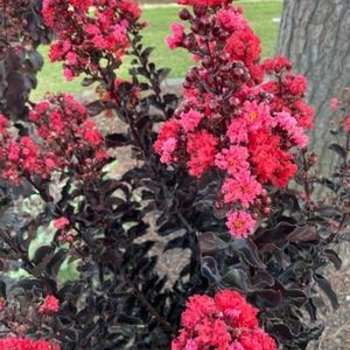 Lagerstroemia (Crapemyrtle) - Thunderstruck&trade; 'Rumblin' Red&trade;'
