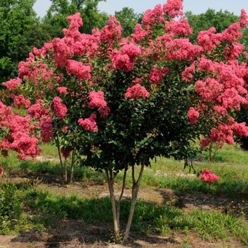 Lagerstroemia - Tuskeegee Crape Myrtle