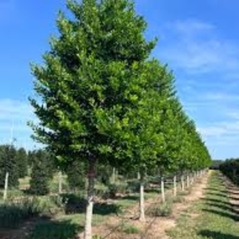 Ilex x attenuata - Miss Pryss&reg; Holly TREE FORM 