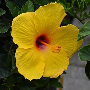 Hibiscus rosa-sinensis - 'Exotic Tequilla' Tropical Hibiscus