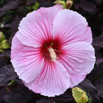 Hibiscus rosa-sinensis - 'Starry Night' Tropical Hibiscus