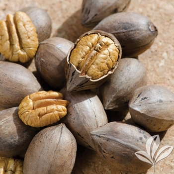 Carya illinoensis - Kanza Pecan