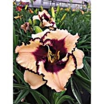 Hemerocallis - Daylily Tropical Surprise 