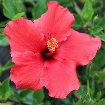 Hibiscus rosa-sinensis - 'Brilliant'