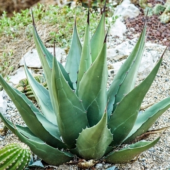 Agave montana - 'Baccarat' Crystal Bowl Agave