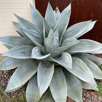 Agave ovatifolia - 'Frosty Blue' Whale's Tongue Agave