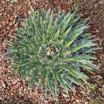 Agave x leopoldii - Agava