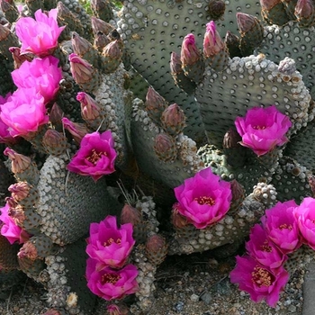 Opuntia basilaris - Beaver Tail Prickly Pear